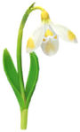 Yellow snowdrop Big Flower icon.