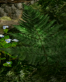 A fern in The Impact Site.