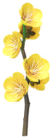 Plum Blossom Introduced on February 11th, 2022. Originally came in only a red variety, with a white variety added on February 1st, 2023, and a yellow variety added on February 1st, 2024.
