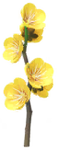 Yellow Plum Blossom Big Flower icon.