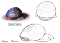 Drawings of the Water Dumple from the Pikmin Official Player's Guide.