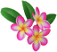 "Frangipani Hair Accessory (Red)" Mii head item part in Pikmin Bloom.