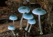 A real life Pixie's Parasol mushroom