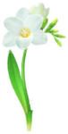 White freesia Big Flower icon.