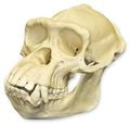 Chimpanzee skull (real world).jpg