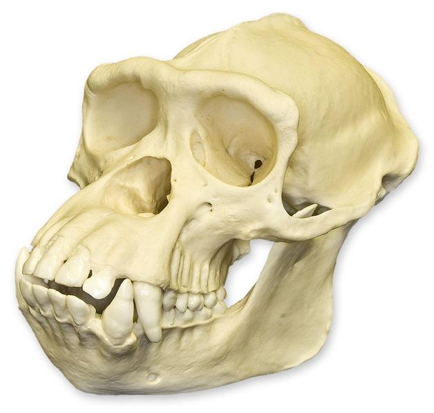 File:Chimpanzee skull (real world).jpg