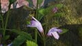 Some dragon’s mouth orchids in the Blossoming Arcadia.