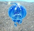 A Lesser Spotted Jellyfloat as seen in Seafloor Resort with Blue Pikmin inside.