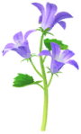Blue bellflower Big Flower icon.