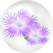 Blue dianthus nectar ball