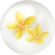 Yellow frangipani nectar ball.