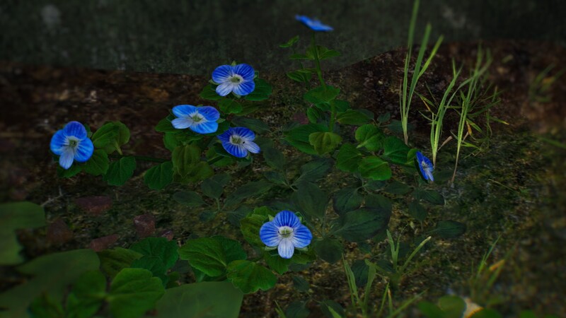 File:P4 Speedwell.jpg