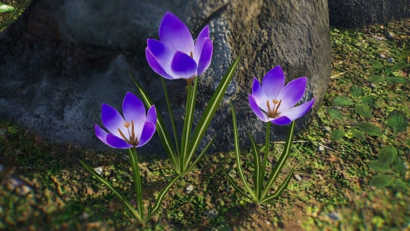 File:P4 crocus flower.jpg