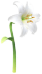 White lilium Big Flower icon.