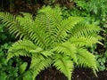 A real group of ferns.