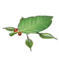 The Piklopedia icon of the Skitter Leaf in Pikmin 4.