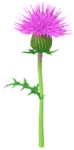Red thistle Big Flower icon.