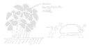 A Pikmin (game) log picture