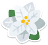 Lifelog artwork of a white poinsettia from Pikmin Bloom.