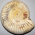 A ammonite fossil from the real world.