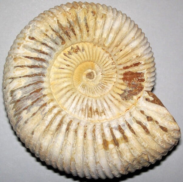 File:Real Ammonite Shell.jpg