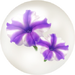 Blue petunia nectar from Pikmin Bloom.