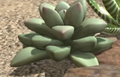 A succulent plant as seen in Pikmin 3.
