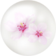 White cherry blossom nectar from Pikmin Bloom.