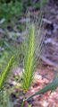 Young Foxtail.jpg