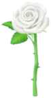 White rose Big Flower icon.