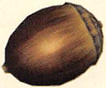 Artwork of the Armored Nut.