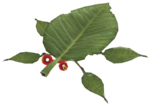 A Skitter Leaf.