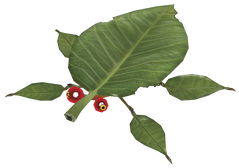 Artwork of a Skitter Leaf.