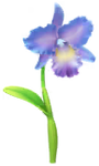 Blue cattleya Big Flower icon in Pikmin Bloom