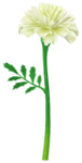 White marigold Big Flower icon.