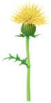Yellow thistle Big Flower icon.