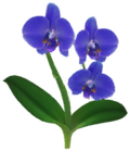 Moth Orchid Introduced on January 1st, 2026, and comes in white, yellow, red, and blue varieties.