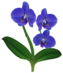 Blue moth orchid Big Flower icon.