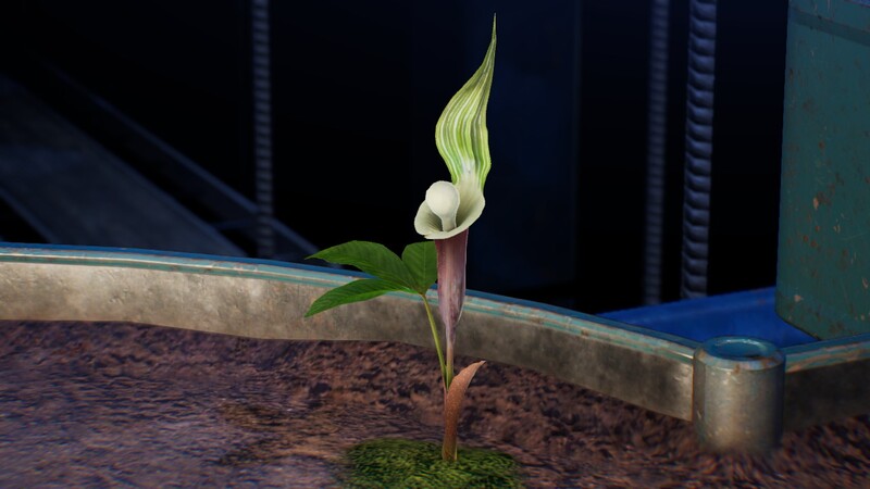 File:Jack-in-the-pulpits.jpg