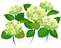 White hydrangea flowers icon.png