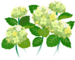 In-game texture for white hydrangea flowers on the map.