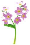 Red forget-me-not Big Flower icon.