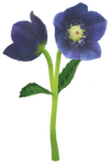 Blue helleborus Big Flower icon.