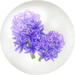 Blue hyacinth nectar in Pikmin Bloom.