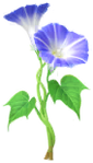 Blue morning glory Big Flower in Pikmin Bloom.