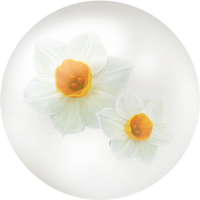 White daffodil nectar icon.png