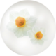 White daffodil nectar from Pikmin Bloom.
