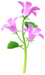 Red bellflower Big Flower icon.