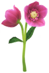 Red helleborus Big Flower icon.