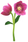 Helleborus Introduced on December 1st, 2023, and comes in white, yellow, red, and blue varieties.